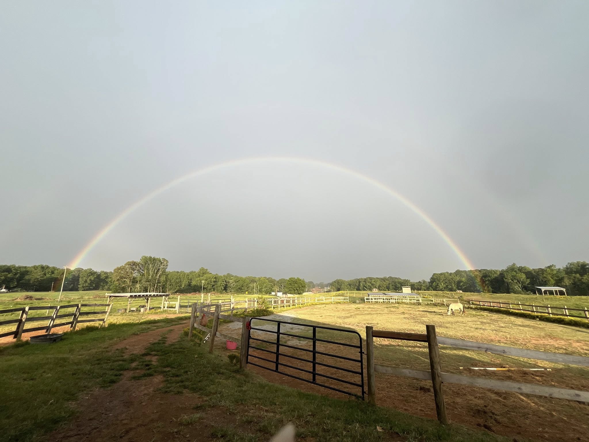 Brewing Hope, One Cup at a Time: Redeemare Coffee Partners with Bearfoot Ranch Horse Rescue