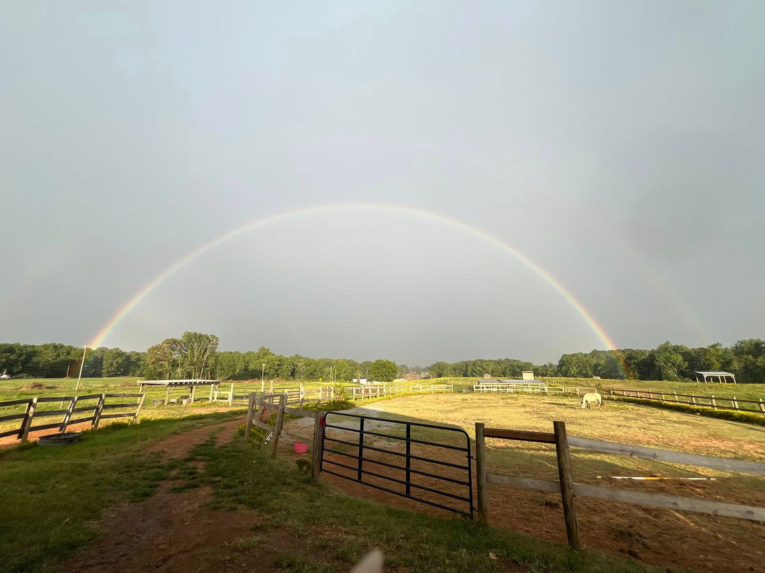 Brewing Hope, One Cup at a Time: Redeemare Coffee Partners with Bearfoot Ranch Horse Rescue