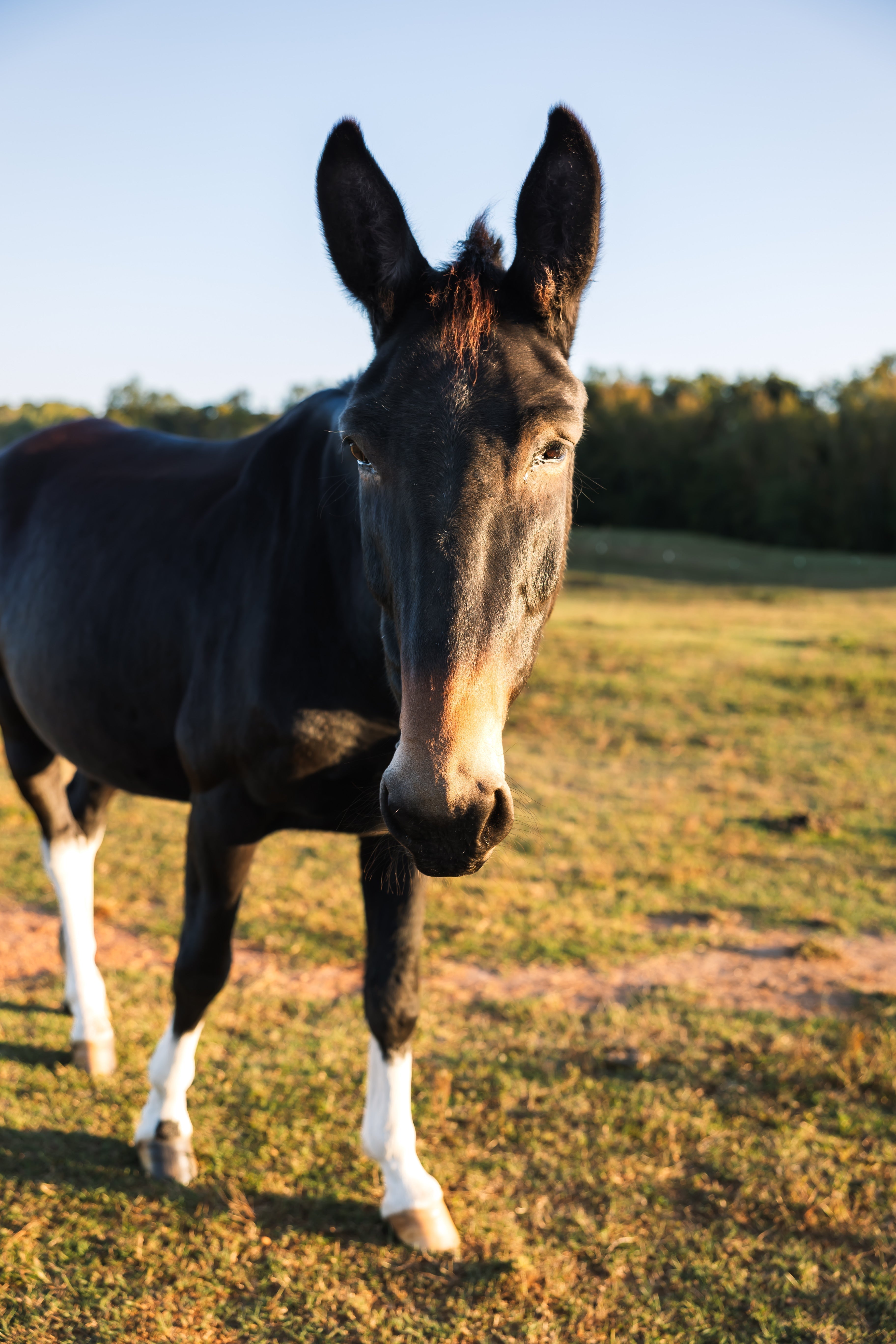 This Mule Doesn’t Kick: Why Charlie’s No-Jolt Joe Is the Calmest Cup Around