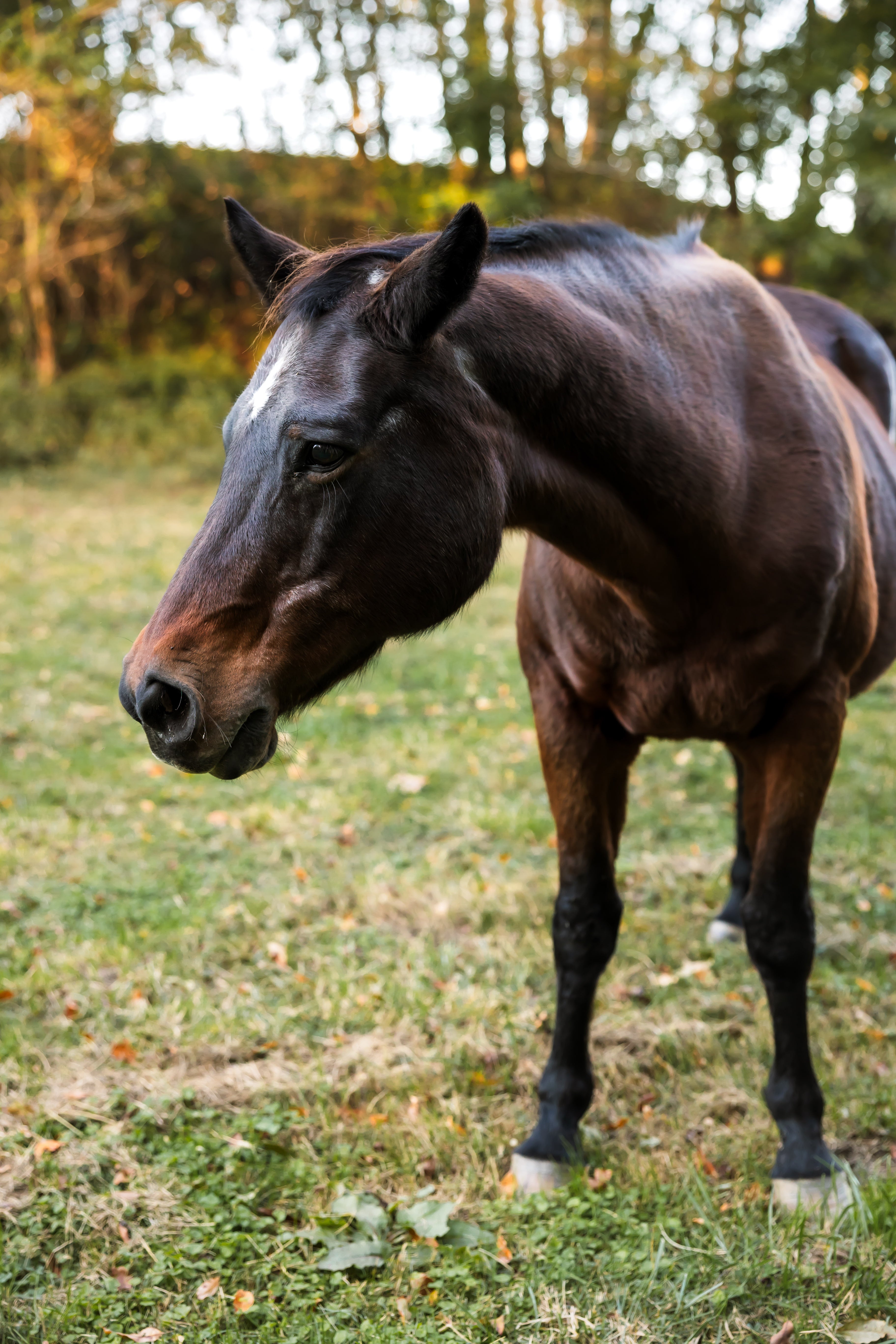 From Six Beans, A Guardian’s Strength: The Story of Doodlebug & Our Dark Roast Sanctuary Blend