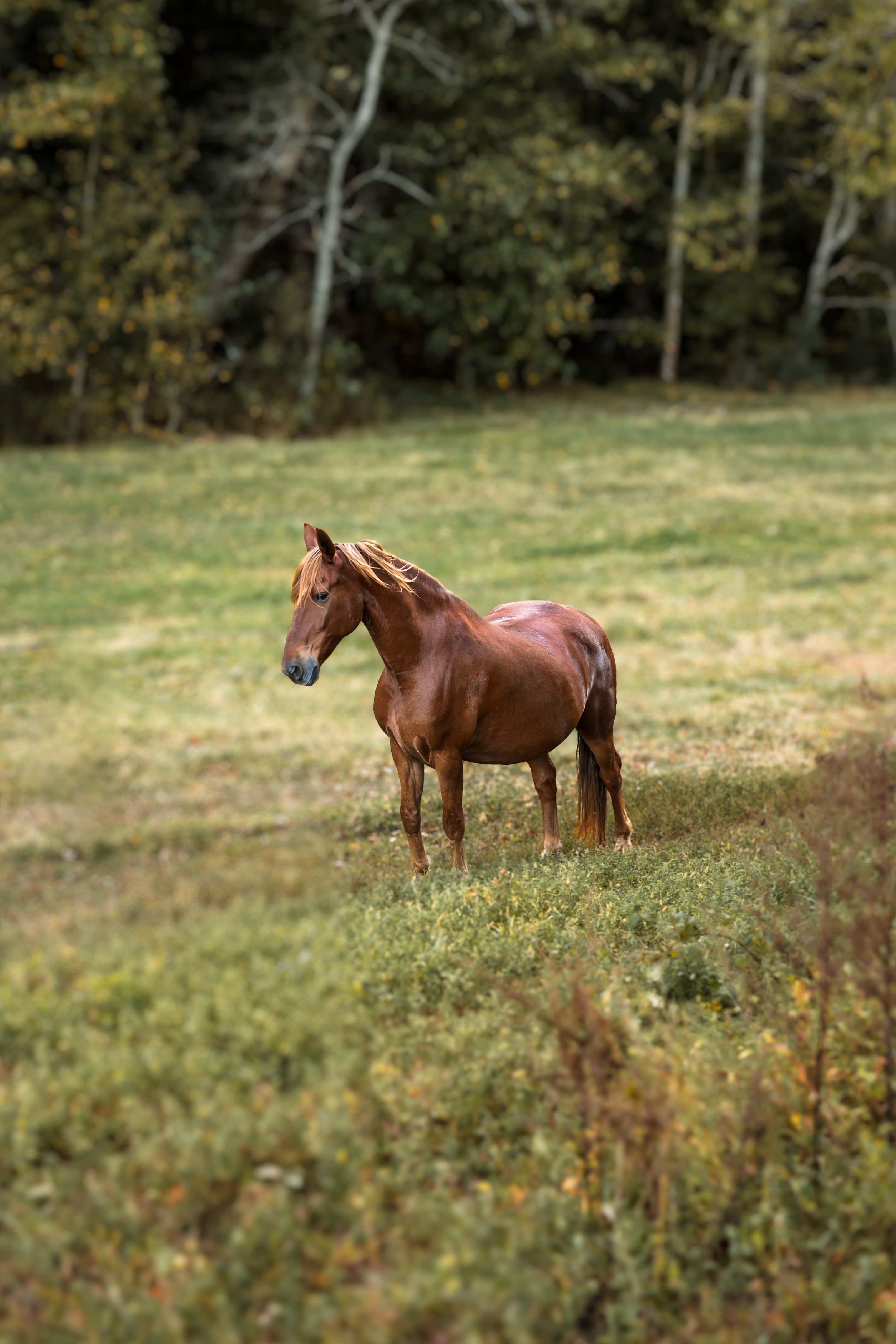 From Green to Grand: The Story Behind Our Grand Friesian Reserve Single-Origin Bali Coffee - Redeemare Coffee