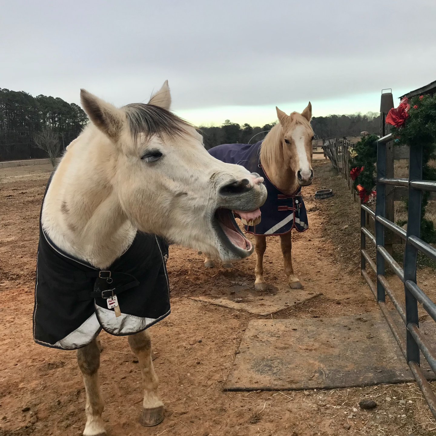 Rescued Rebel Brew: How One Headstrong Quarter Horse Turned Coffee Into Courage - Redeemare Coffee