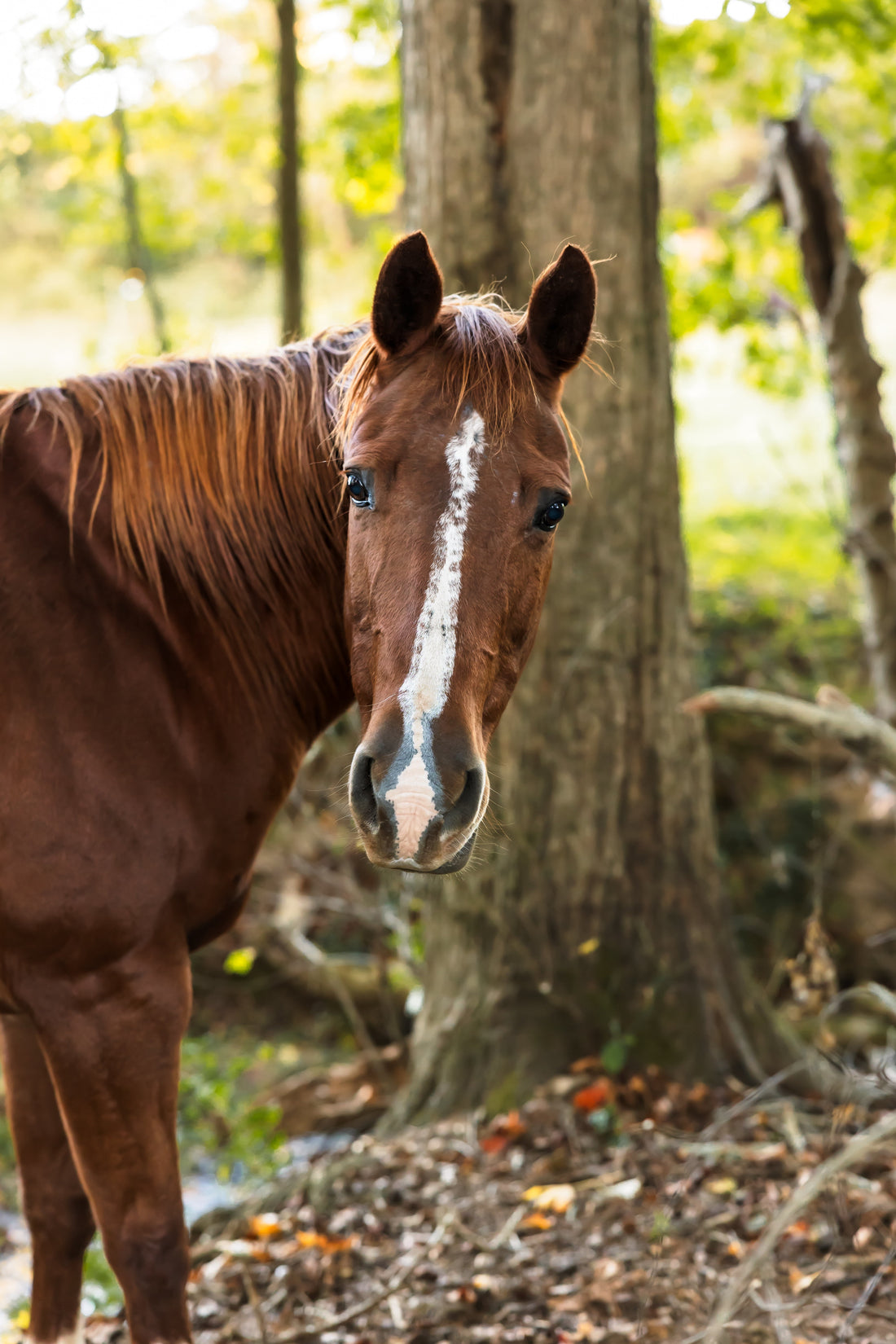 From Broken to Blooming: How Summer Sunflower Fields Inspired Our Newest Single-Origin Coffee