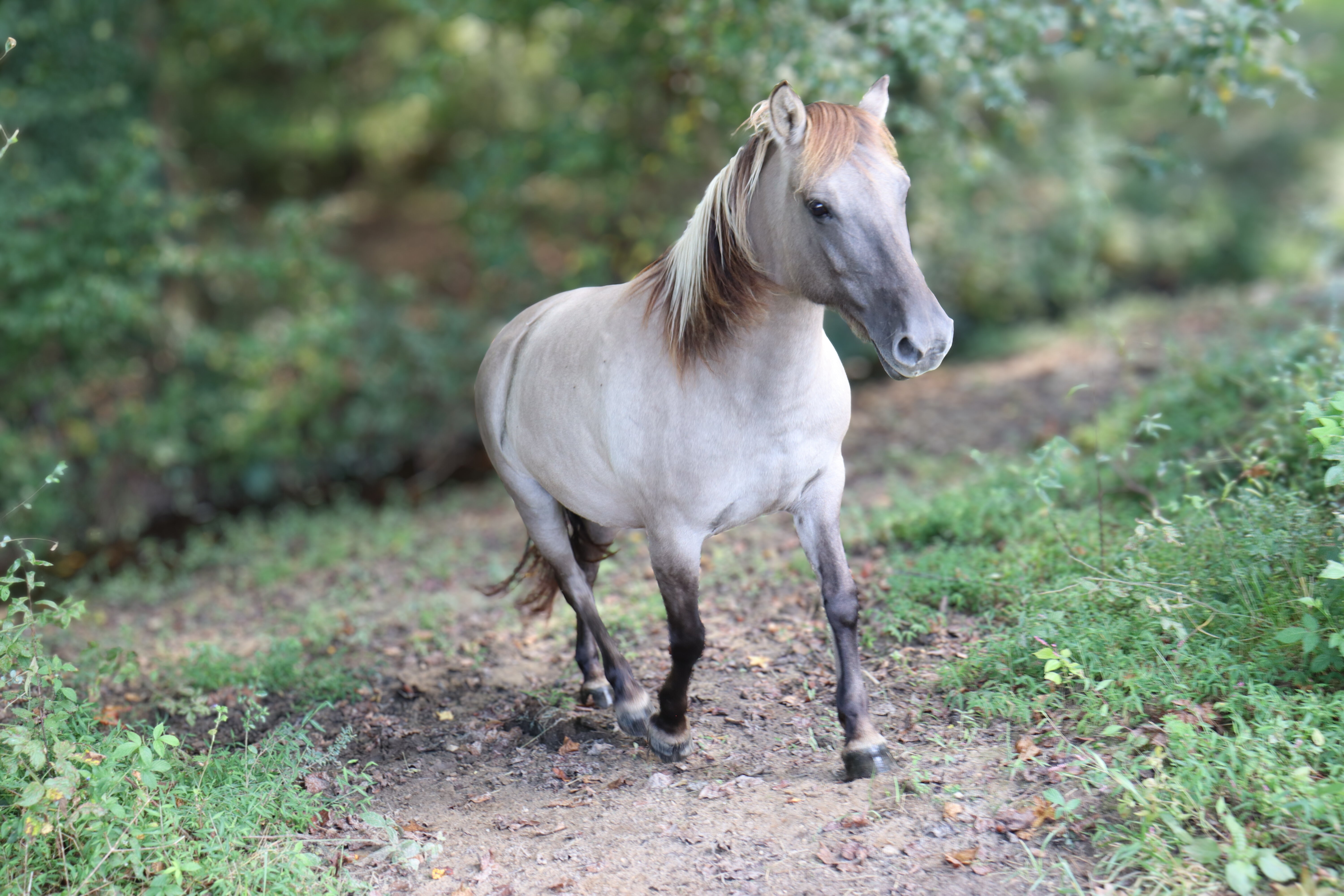 Ancient Pastures: Your Morning Cup, Rescued from the Brink