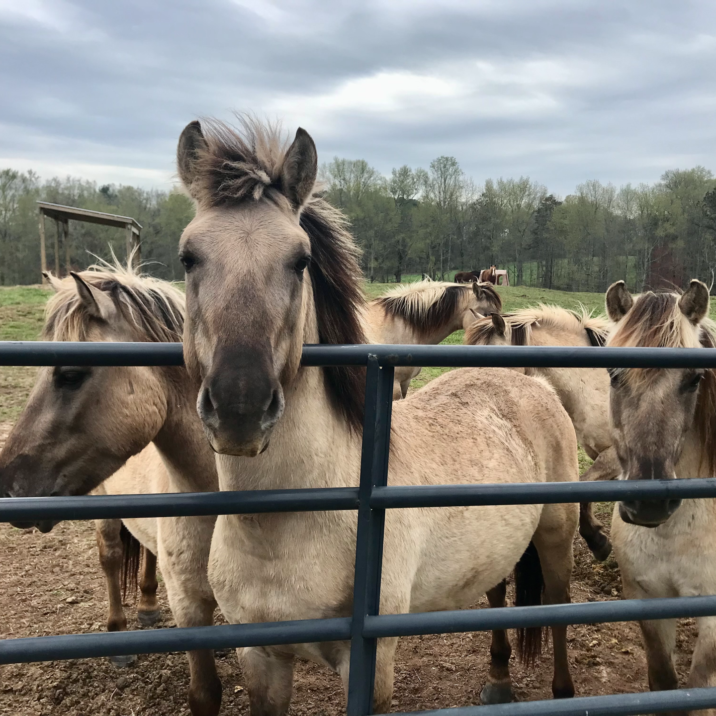 Wild Hearts, Warm Mugs – Lessons Coffee Drinkers Can Learn from Tarpan Horses